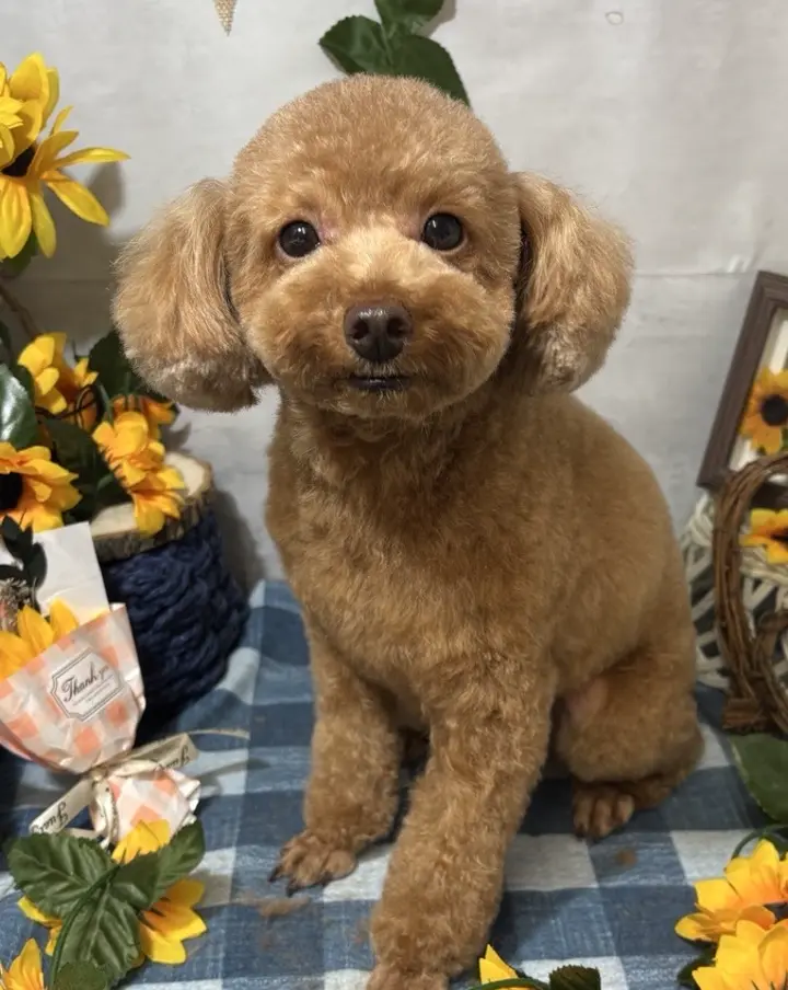 定期発送】tam's おなかと皮膚のサプリメント さつまいもりんご味 30包入り